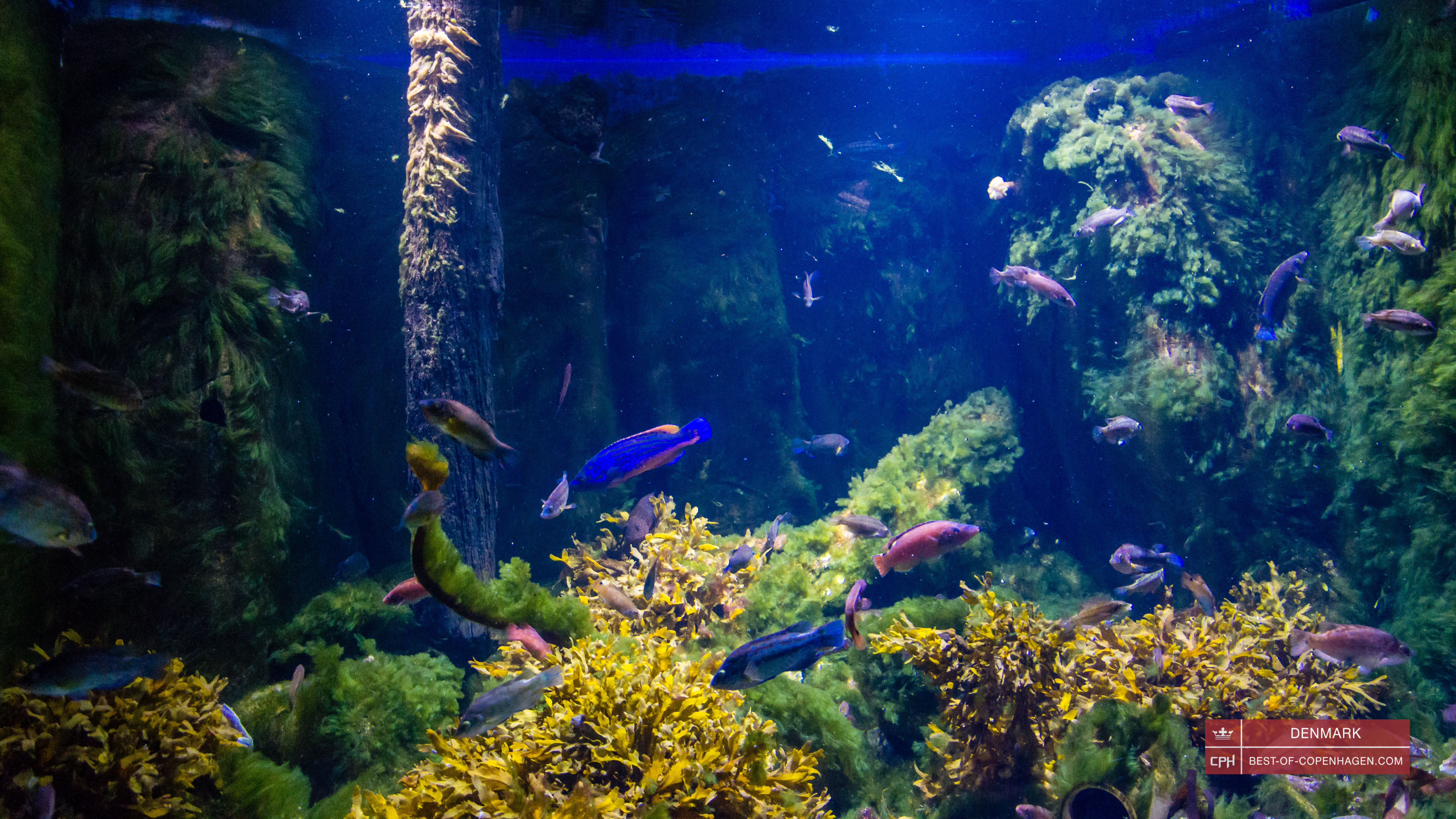 L'aquarium du Danemark, Den Blå Planet, Copenhague, Danemark