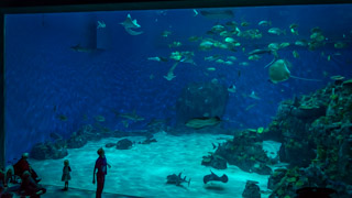Национальный аквариум Дании Den Blå Planet, Копенгаген, Дания