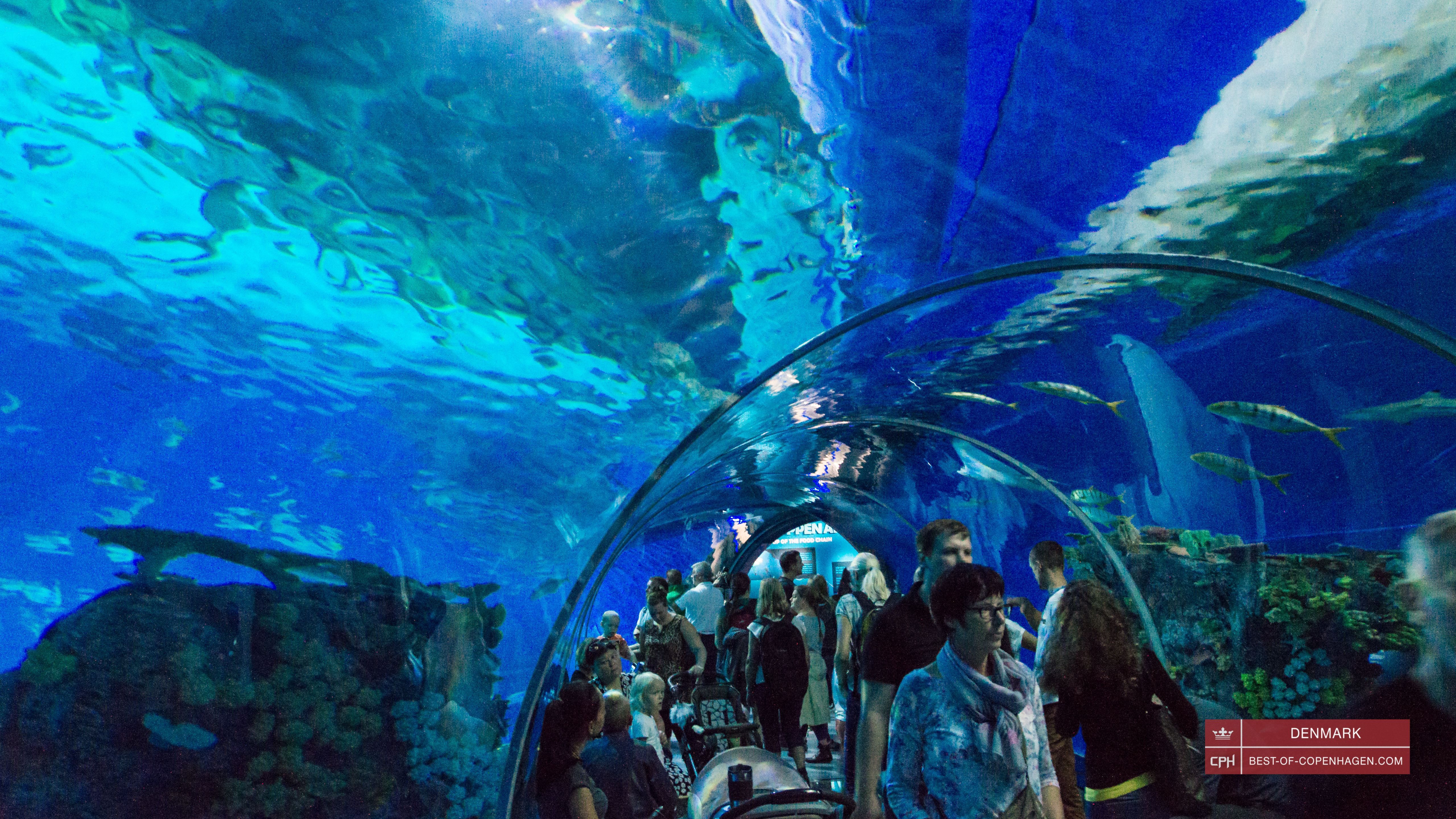 Tunnel in the National Aquarium Denmark Den Blå Planet, Copenhagen, Denmark